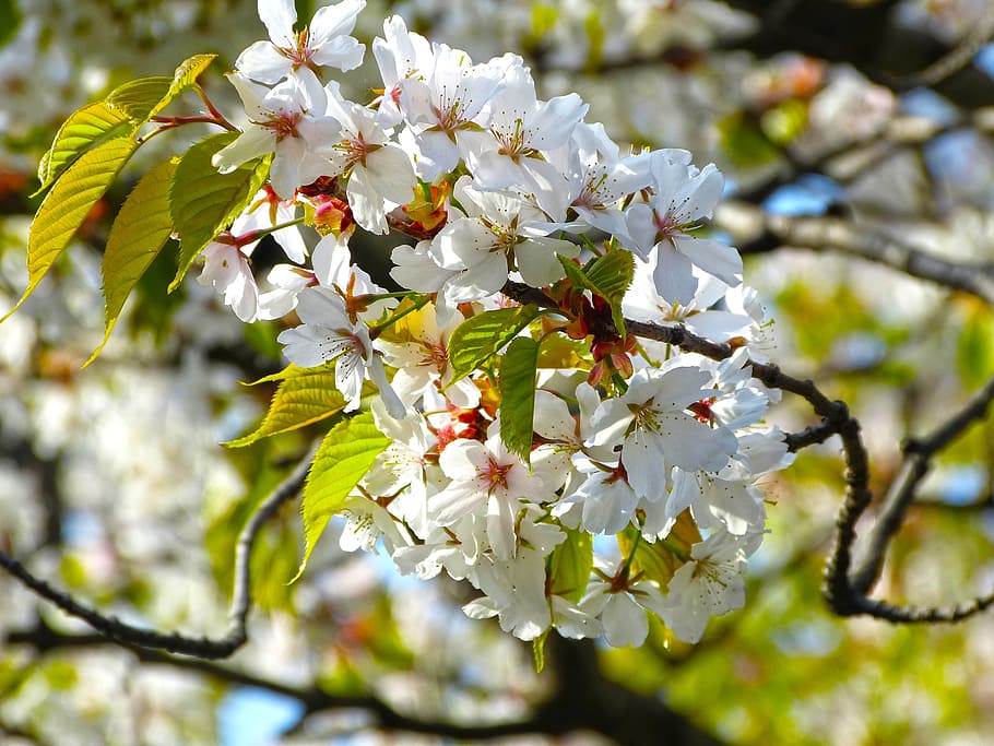 sakura, spring, flowers, cherry blossoms, nature, spring flowers HD wallpaper