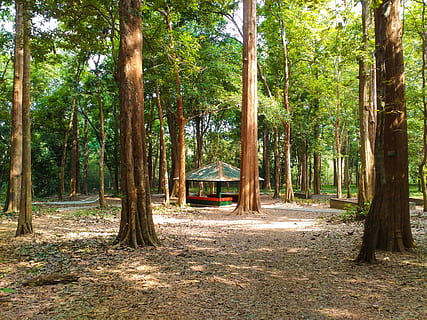 conolly's plot, teak plantation, forest, nature, kerala, nilambur HD wallpaper