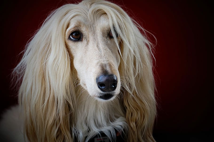 adult long-coated yellow dog, adult white and fawn Afghan hound sitting inside the room
