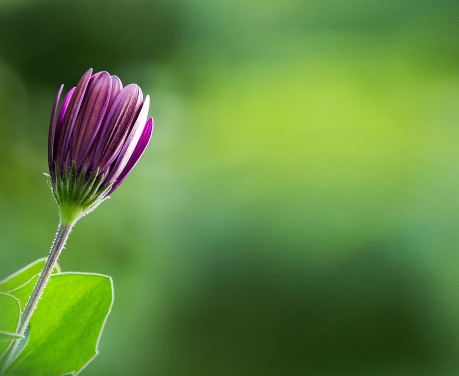 purple osteospermum flower in closeup photo, spring, bud, blossom HD wallpaper