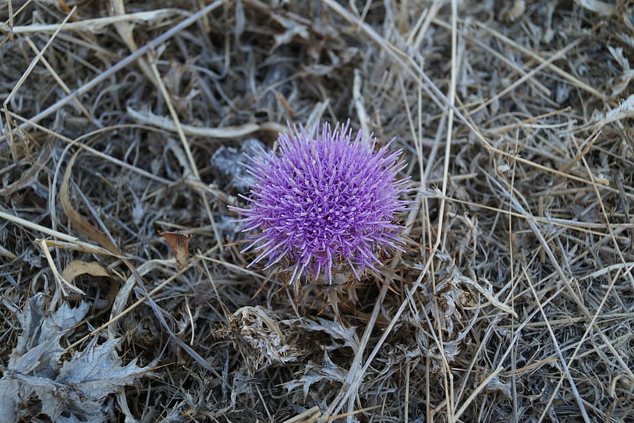 thistle, dry, flower, arid, wasteland, flowering plant, purple HD wallpaper