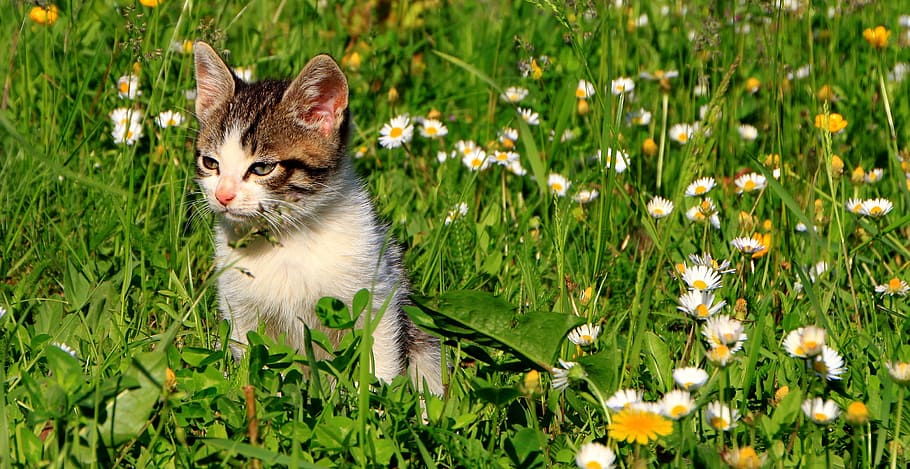 cat standing on grass, cats, garden, green, kitty, animals HD wallpaper