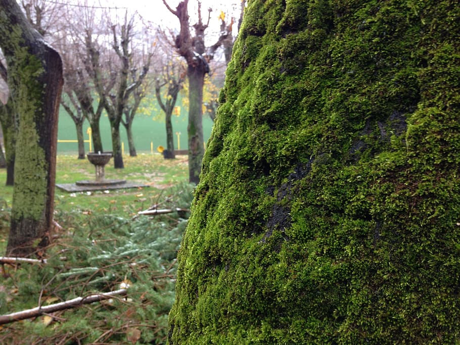 moss, trees, autumn, nature, plant, growth, tree trunk, green color HD wallpaper