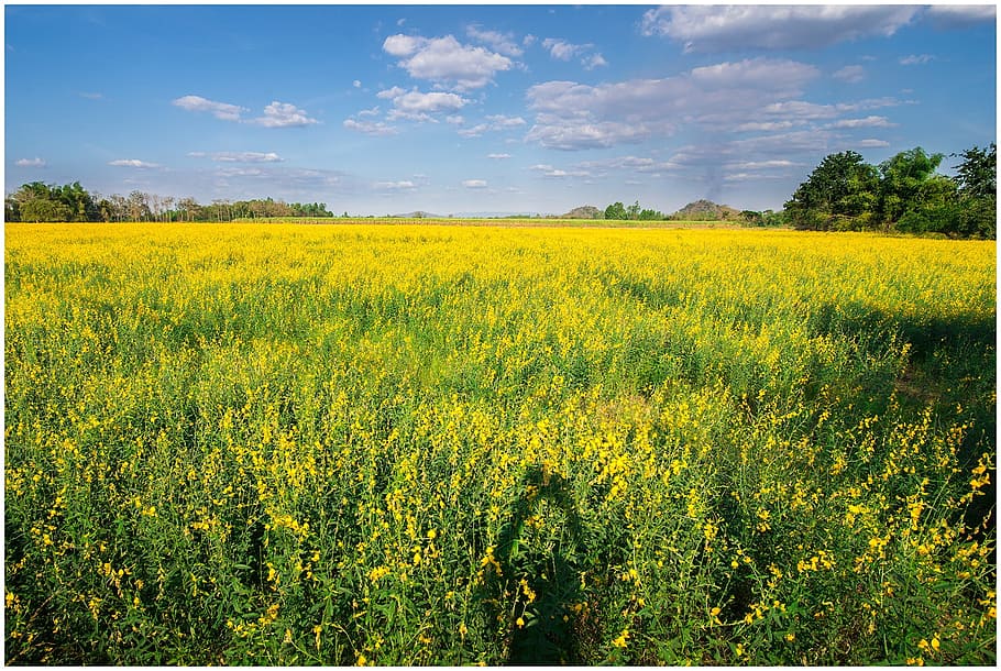 flowers, sky, yellow, landscape, beauty in nature, field, plant HD wallpaper