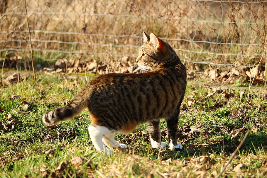 cat, kitten, mackerel, tiger cat, mieze, domestic cat, feline HD wallpaper