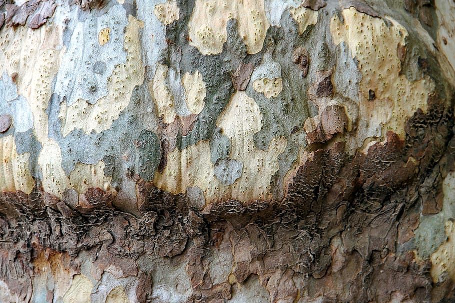 tree bark, structure, nature, pattern, old tree, wood, wooden structure HD wallpaper