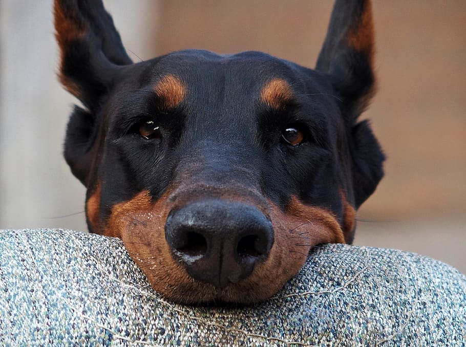 doberman, head, dog, keep, will, eyes, one animal, pets, animal themes HD wallpaper