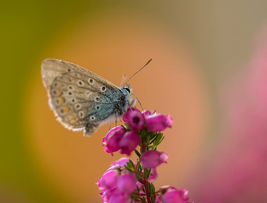 close up photo of brown butterfly perched on pink flower, common blue, HD wallpaper