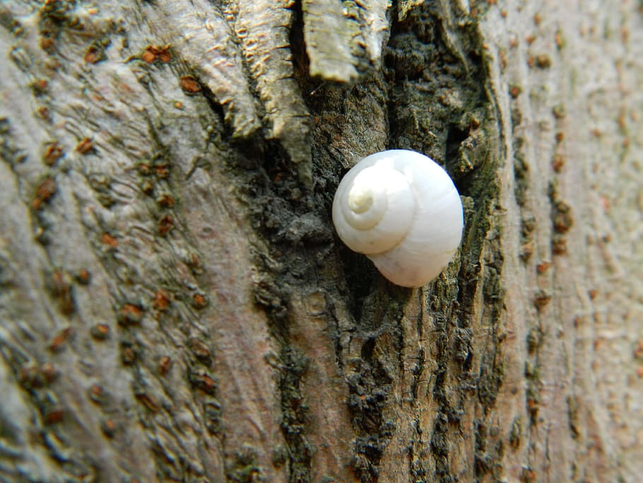 Snails, Still Life, White, Trees, Quiet, animal Shell, nature HD wallpaper