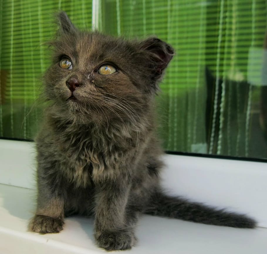 kitten, small, cat, cute, young, animal, feline, kitty, fur HD wallpaper