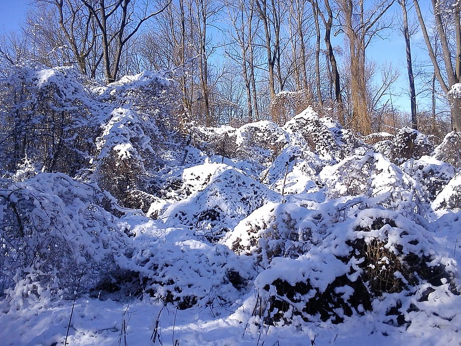 Winter, Snow, Sunlight, nature, cold - Temperature, tree, ice HD wallpaper