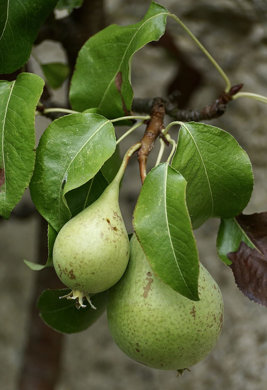 pears, green, fruit, fruits, vitamins, nature, branch, espalier tree, HD wallpaper