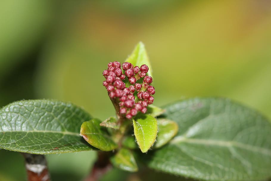 green, macro, summer, nature, close, plant, turkey, spring HD wallpaper