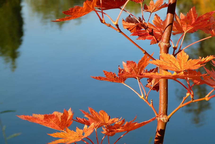leaves, orange, autumn, fall, water, pond, red, golden, nature HD wallpaper