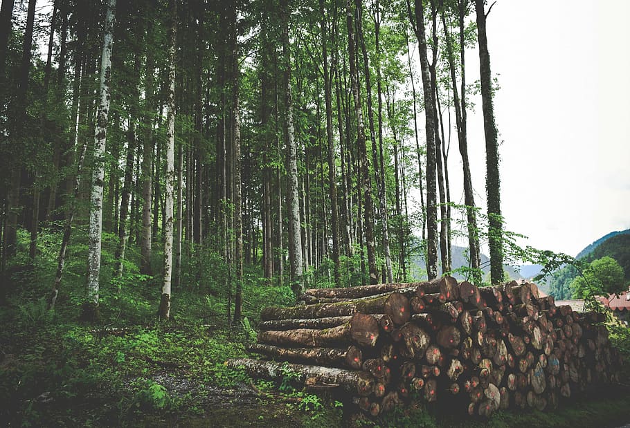 pile tree logs, brown, wood, lot, beside, forest, trees, leaves HD wallpaper