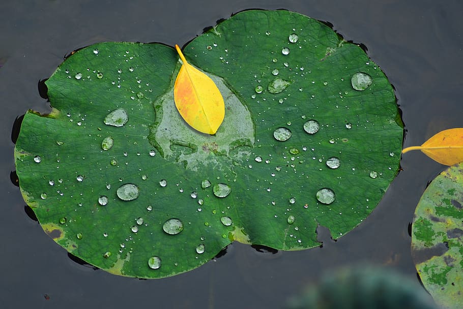 lotus leaf, pool, lake, wet, water, drop, plant part, beauty in nature HD wallpaper