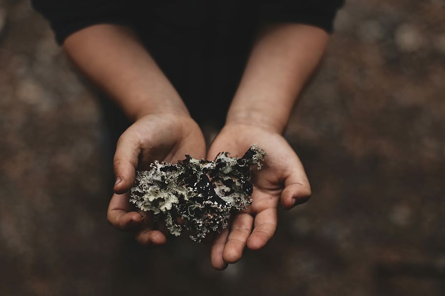 person holding coral in his palms, person holding white and brown plant HD wallpaper