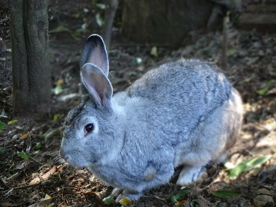rabbit, mammal, alert, gray, ears, fur, pet, look, tuned, animal HD wallpaper