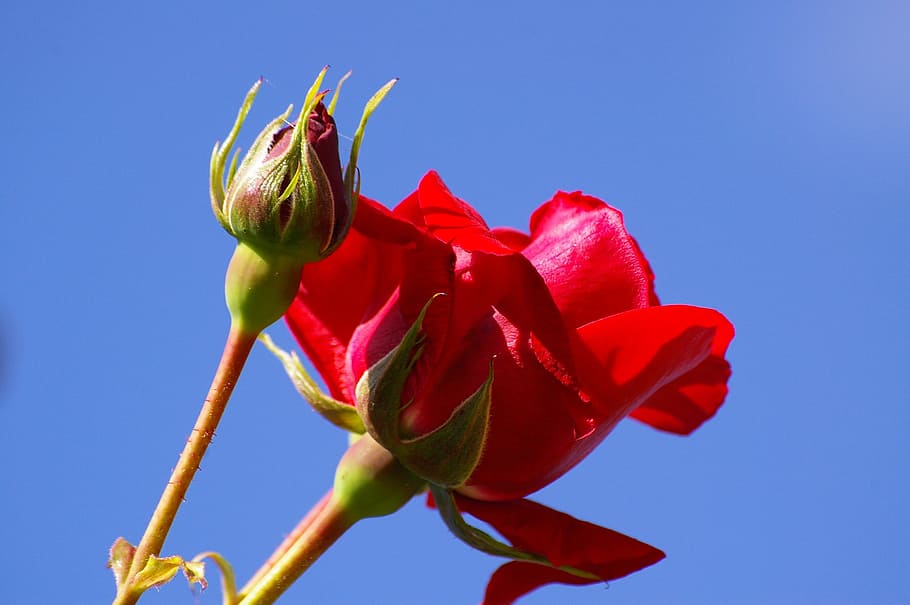 Red Rose, Blue Sky, climbing rose, bud, rosebud, partly cloudy, HD wallpaper