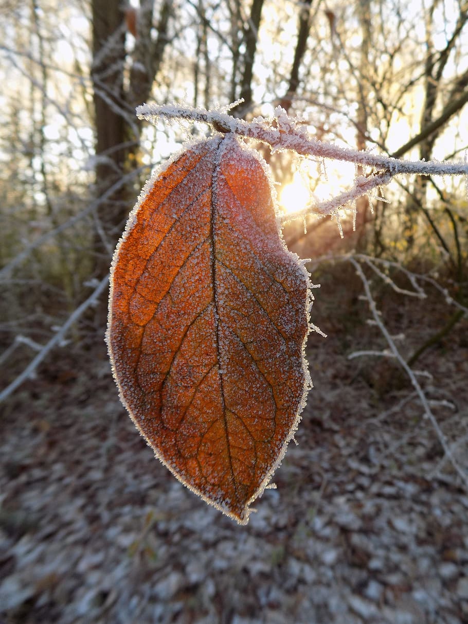 Frost, Cold, Frozen, Leaf, Nature, autumn, change, day, outdoors HD wallpaper