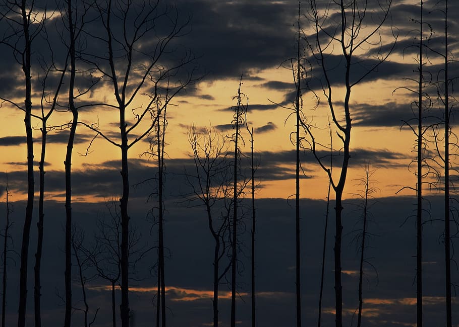 sunset, scenic, landscape, trees, leafless, sky, clouds, dusk HD wallpaper