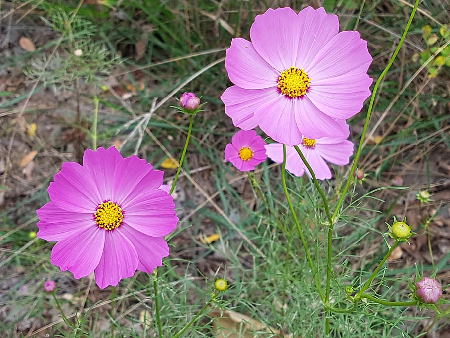 Fall, Flowers, Blossom, fall flowers, pictures, beauty, hwasaham HD wallpaper