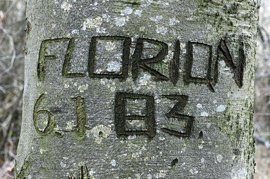 tree, carved, name, symbol, engraved, eingeritzter tree, tree bark HD wallpaper
