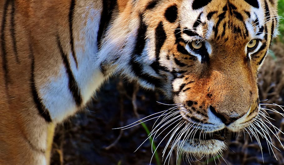 photo of brown and white tiger, predator, fur, beautiful, dangerous HD wallpaper