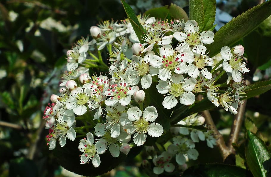 nature, flower, leaf, fruit tree, spring, apple, blooming tree HD wallpaper