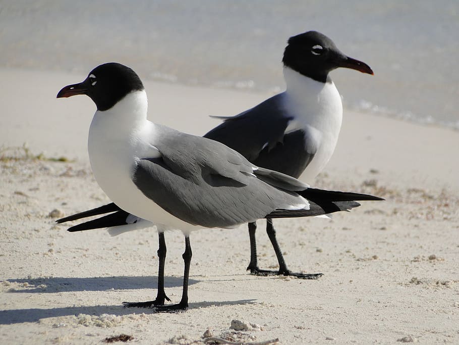 selective focus photography of two laughing gulls on shore HD wallpaper