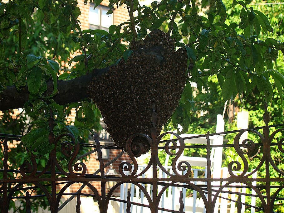 insect, bee, wasp, tree, leaf, hive, yard, plant, growth, nature HD wallpaper