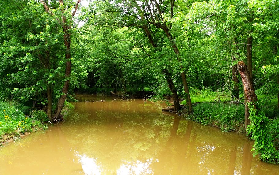Stream, Forest, Nature, Trees, green, water, reflection, no people HD wallpaper