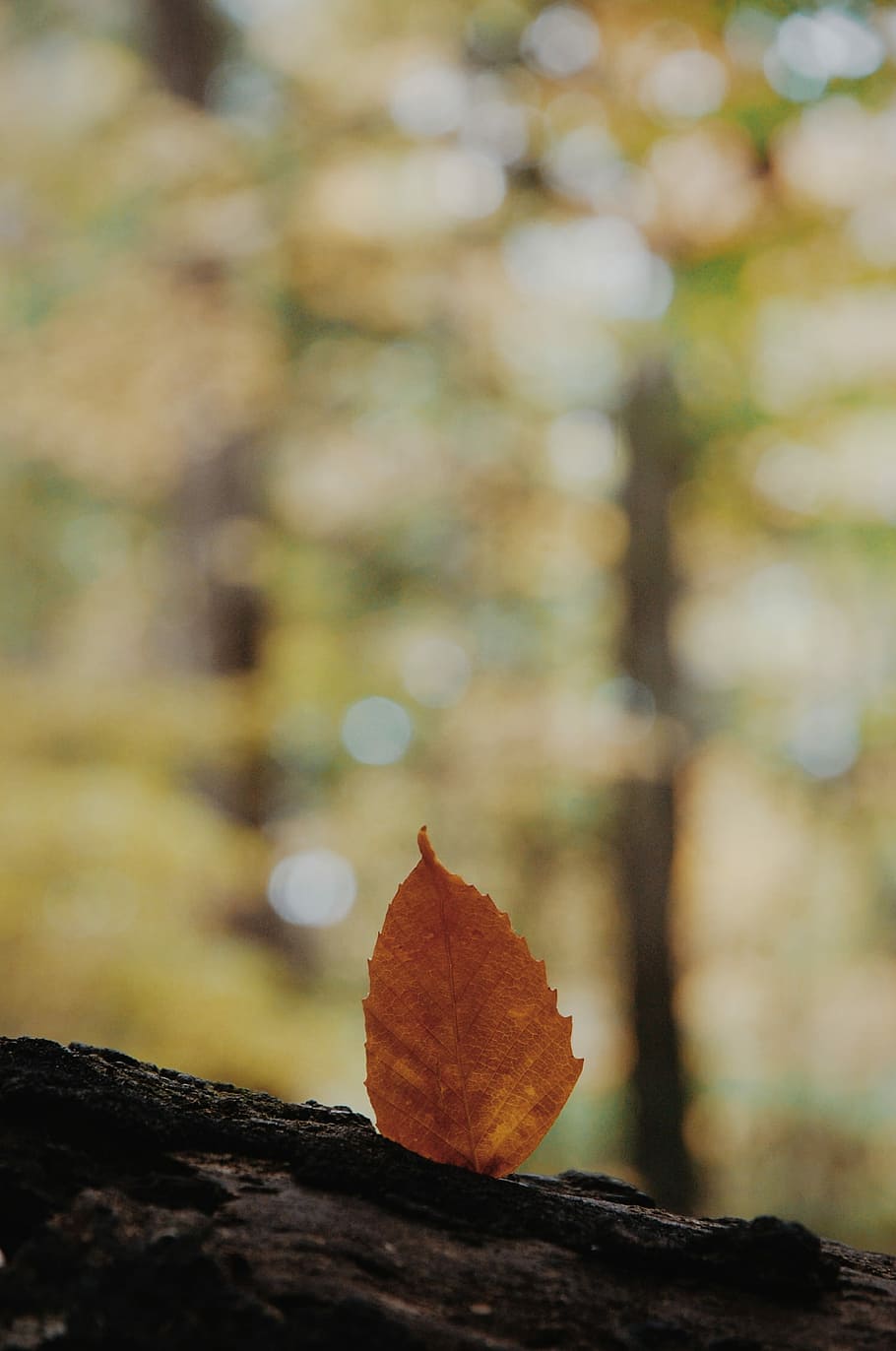 closeup photo of brown leaf, selective focus photography on brown leaf on tree trunk HD wallpaper