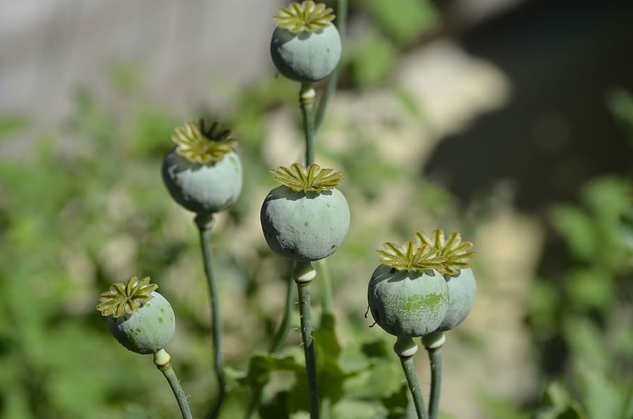 Poppy, Flower, Capsule, plant, no people, agriculture, nature HD wallpaper