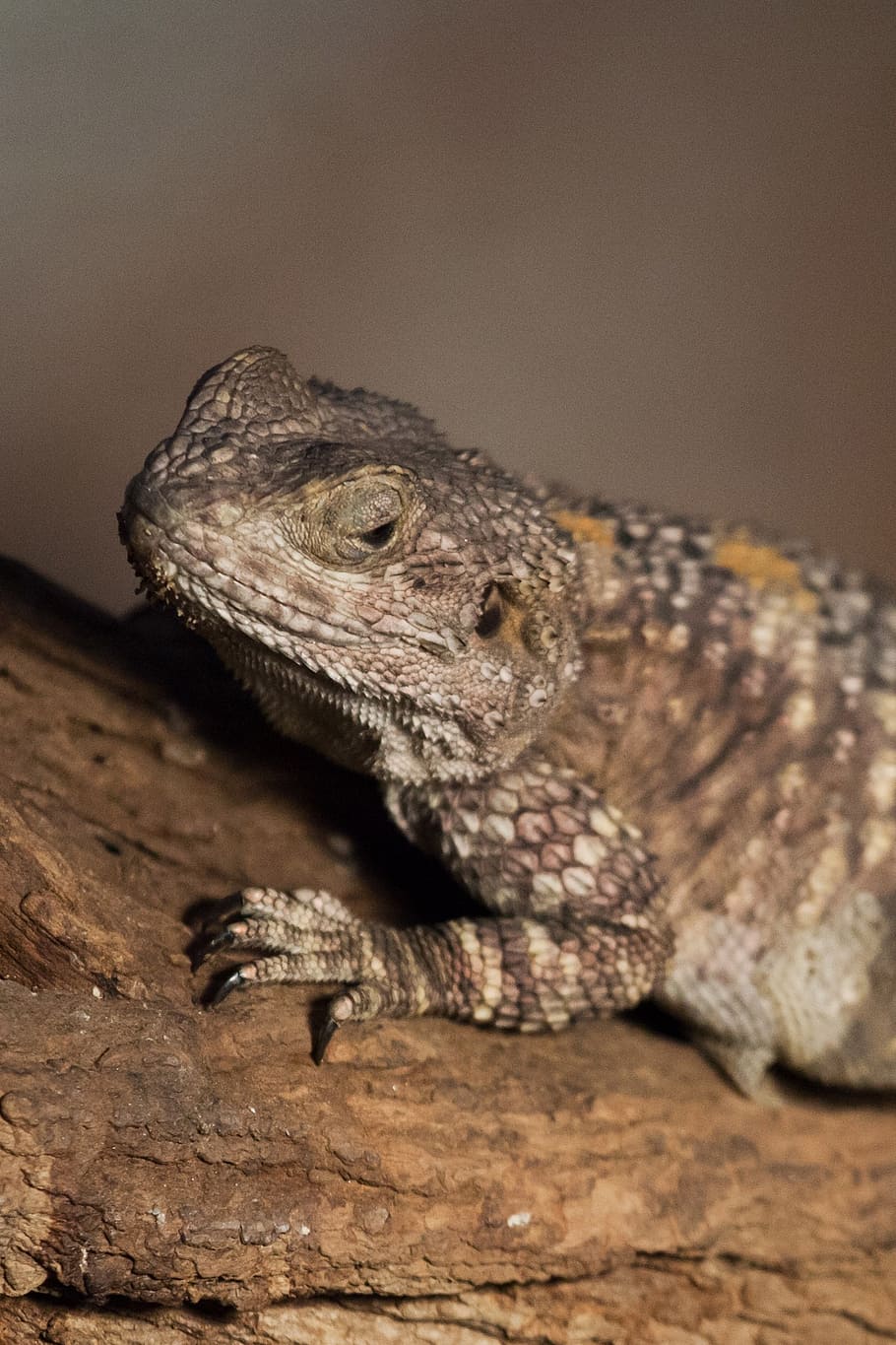 animal, bearded dragon, creature, lizard, pogona vitticeps HD wallpaper