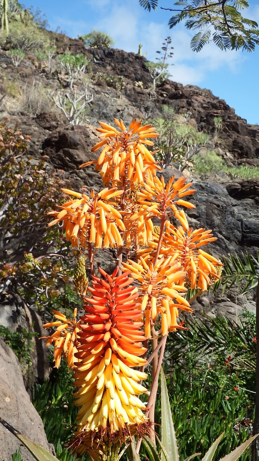 cactus flower, orange, red, aloe vera, tropical, plant, growth, HD wallpaper