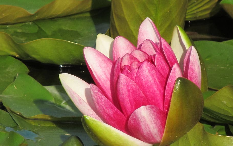 botanical garden, flower, flowering plant, water lily, beauty in nature HD wallpaper
