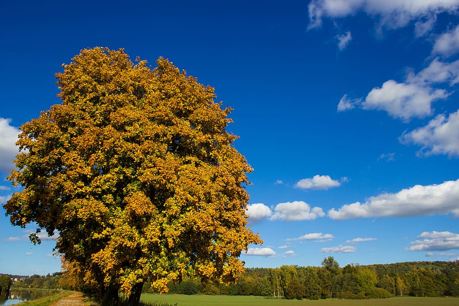 Tree, Nature, Panorama, Heaven, agriculture, no people, rural scene HD wallpaper