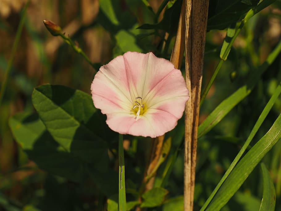 bindweed, flower, blossom, bloom, pink, white, convolvulus arvensis, HD wallpaper