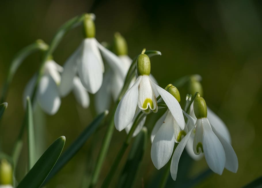 snowdrop, galanthus, close, spring, plant, signs of spring HD wallpaper