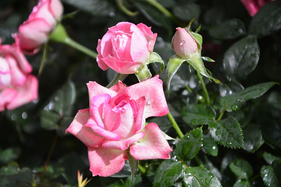 flower roses, rosebuds, flowers pungent, plant, nature, garden, HD wallpaper