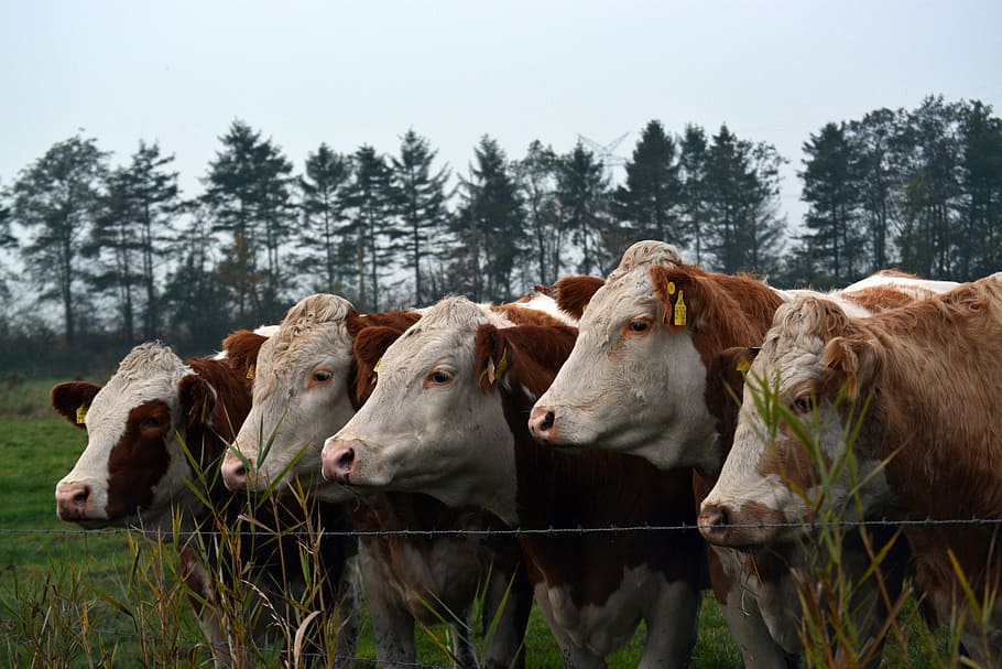five white-and-brown cows on green grass, cattle, cops, beef HD wallpaper