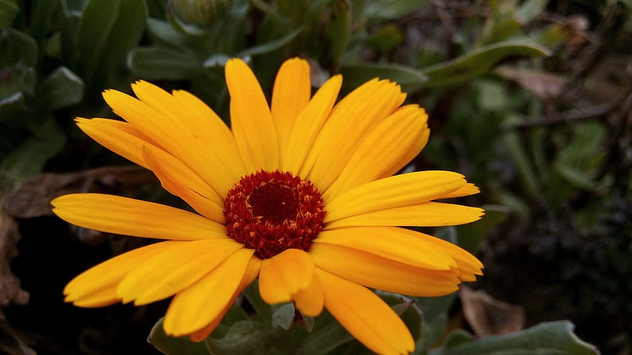 HD wallpaper: marigolds, flowers, spring nature, plant, calendula, garden |  Wallpaper Flare