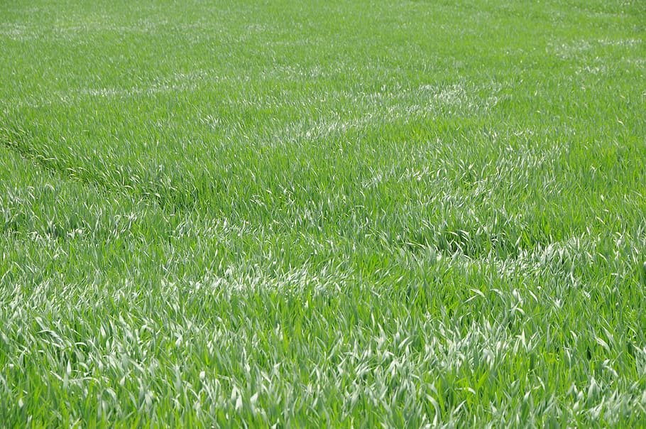 Grass, Meadow, Green, Wind, Arable, cereals, sea, wave, field HD wallpaper