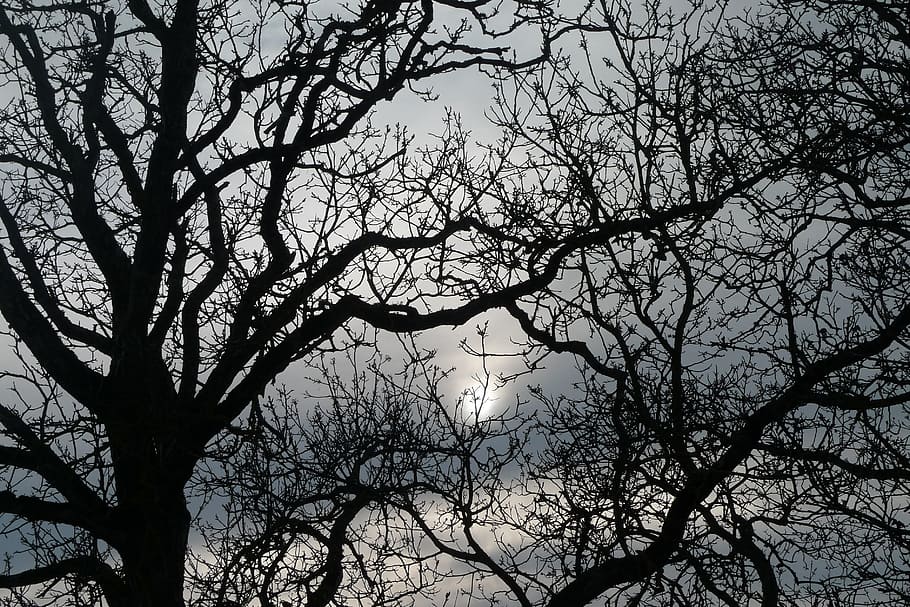 branches, trees, romance, sunset, winter, plant, sky, silhouette HD wallpaper