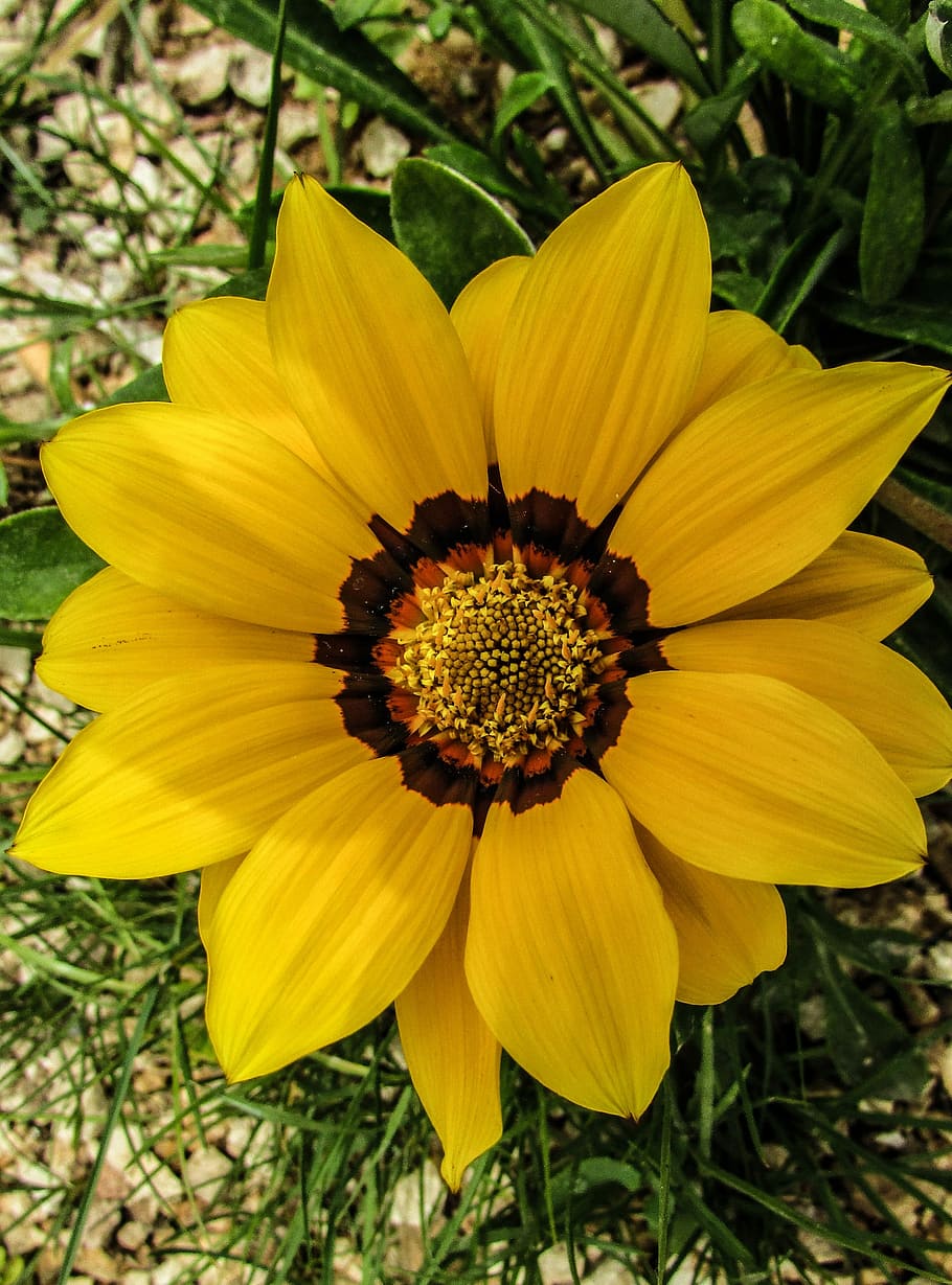 Flower, Yellow, Garden, Spring, Nature, protaras, cyprus, petal HD wallpaper