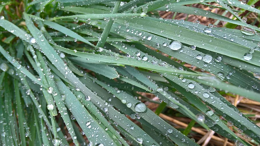 Grass, Drops, Water, Nature, Green, rosa, drops of water, morning HD wallpaper