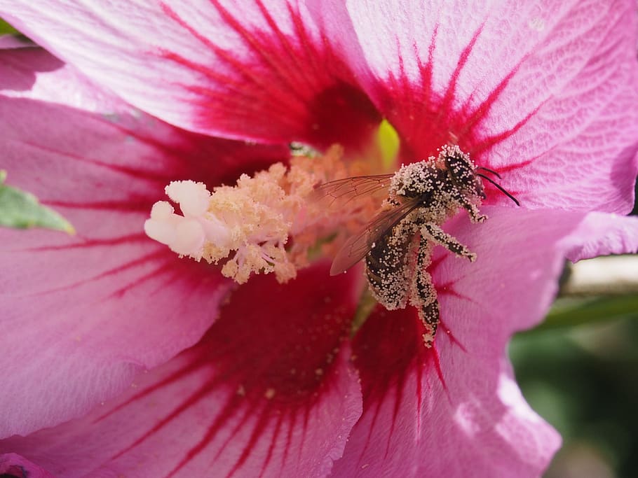 insect, flowers, macro, flowering plant, petal, pink color HD wallpaper