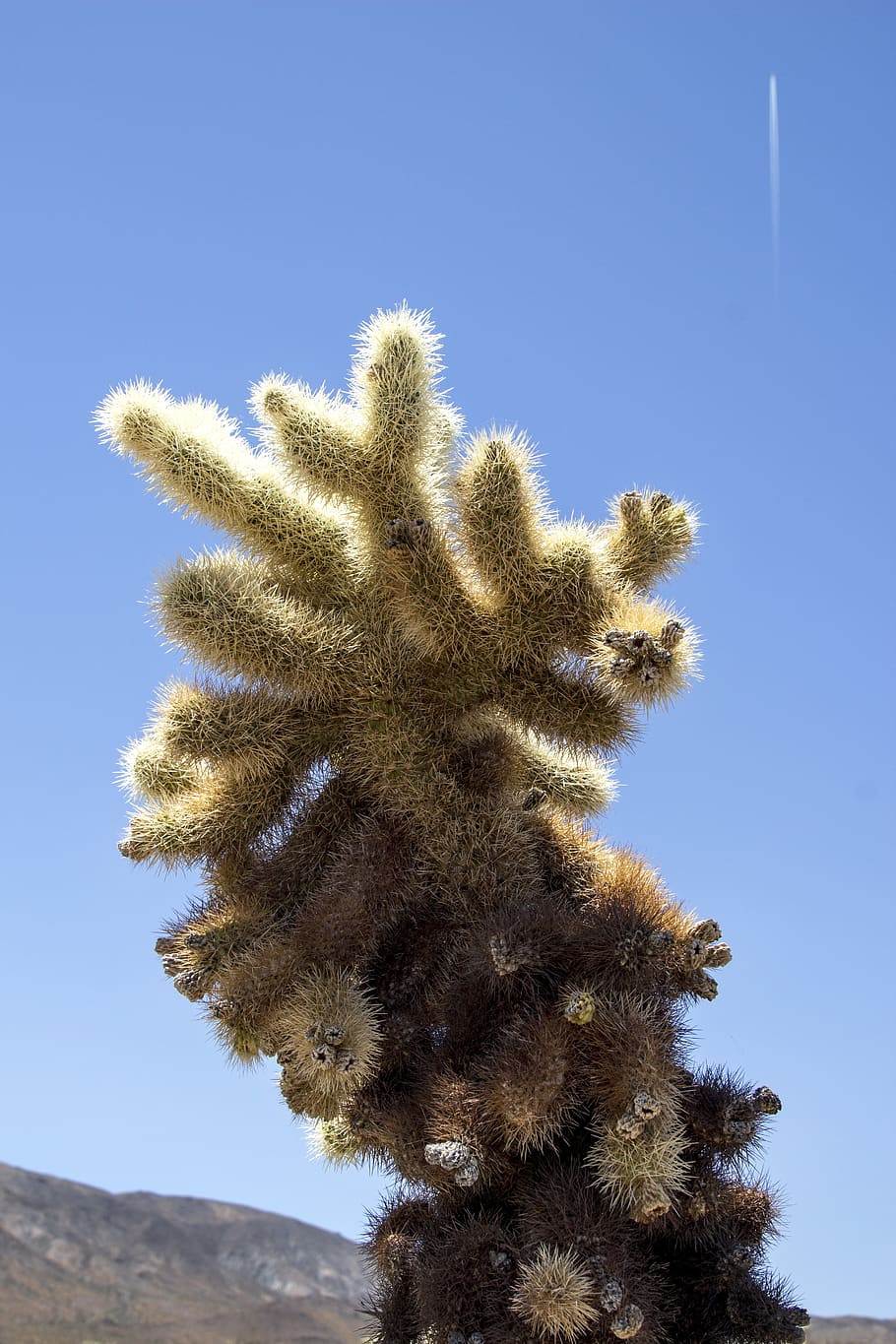 cholla, cactus, joshua tree, desert, national park, nature HD wallpaper