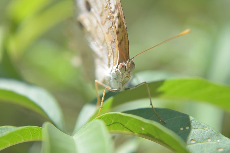 butterfly, nature, brown, animal themes, one animal, animal wildlife HD wallpaper